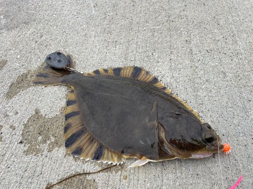トウガレイの釣果