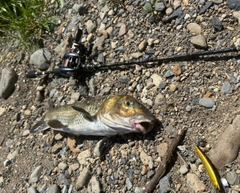 ニゴイの釣果