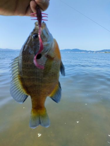 ブルーギルの釣果