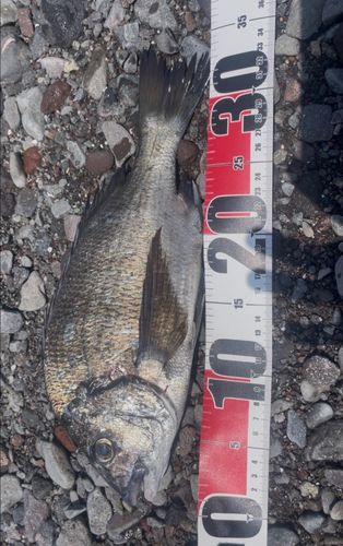 クロダイの釣果