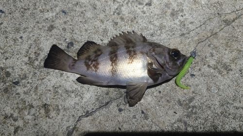 メバルの釣果