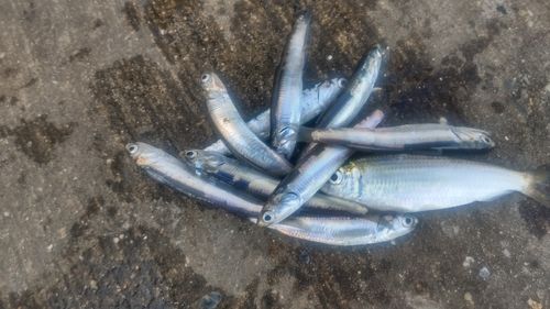 カタクチイワシの釣果