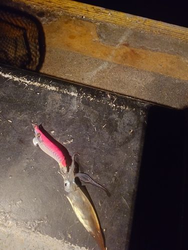 ベイカの釣果