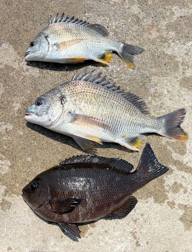 キビレの釣果