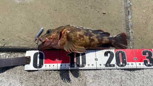 ガシラの釣果