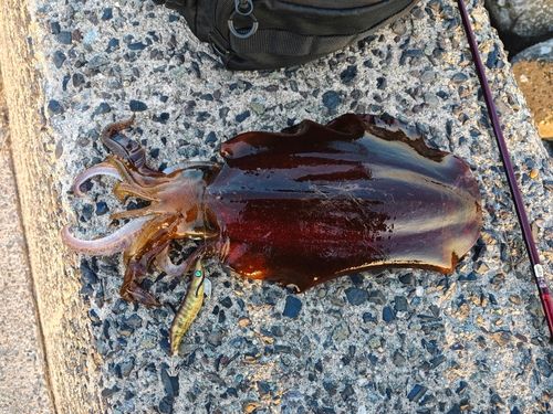 アオリイカの釣果