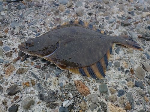ヌマガレイの釣果