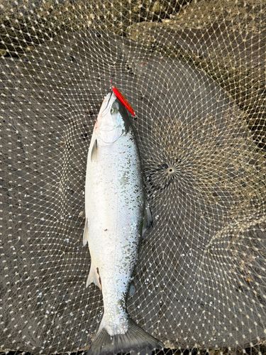 サクラマスの釣果