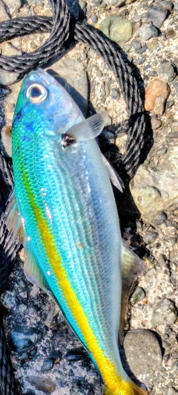 SHIMANO 21ハードロッカー エクスチューン S76L/M-Sの最安値・インプレ