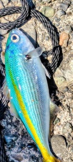 タカベの釣果