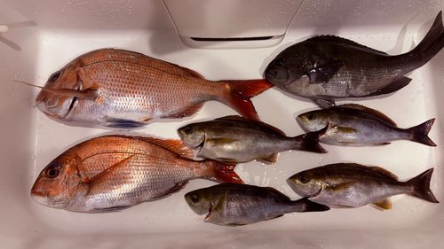 イサキの釣果