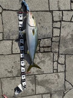 ブリの釣果