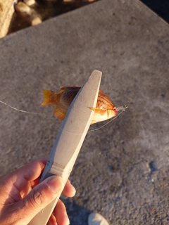 ベラの釣果