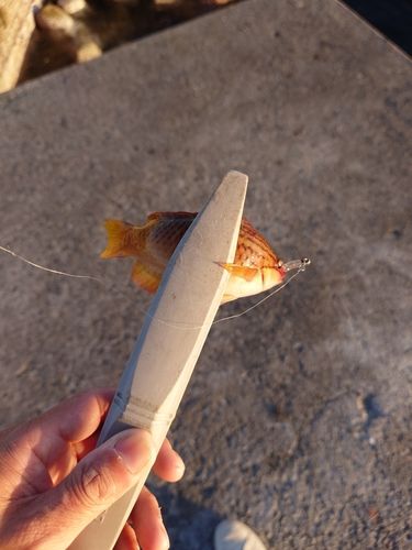 ベラの釣果