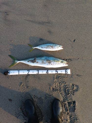 ワラサの釣果