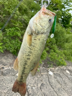 ブラックバスの釣果