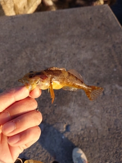 ハゼの釣果