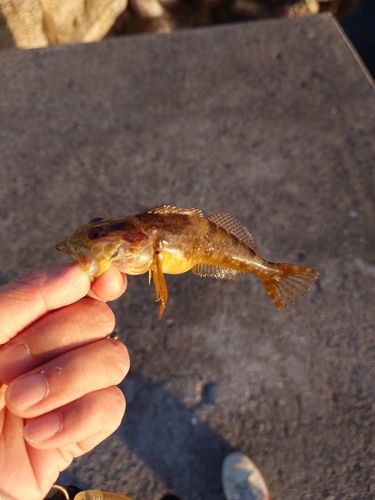 ハゼの釣果