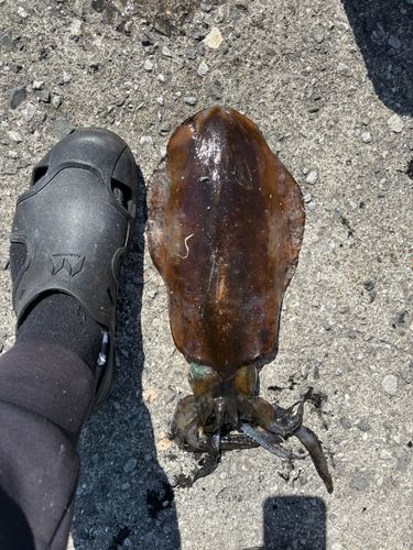 モイカの釣果