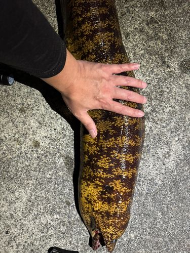 ウツボの釣果