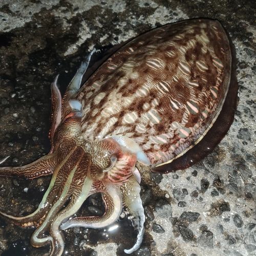モンゴウイカの釣果