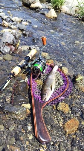 イワナの釣果