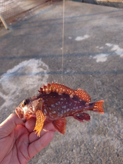 カサゴの釣果