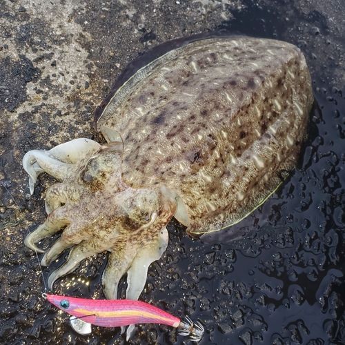 モンゴウイカの釣果