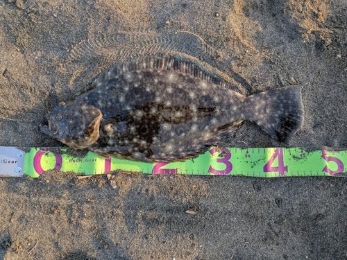 ヒラメの釣果