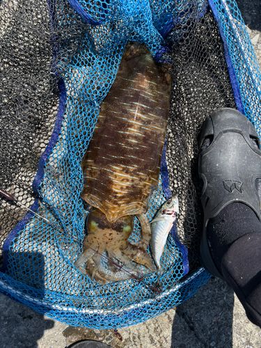 モイカの釣果