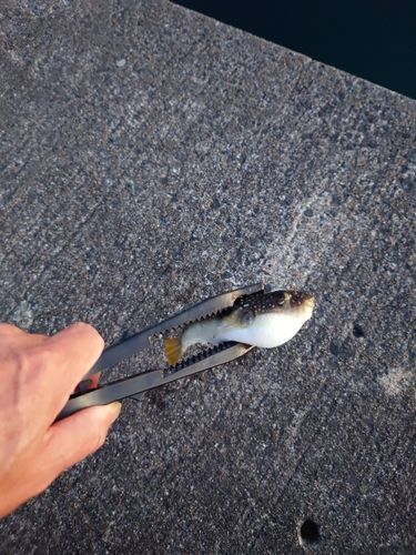 フグの釣果
