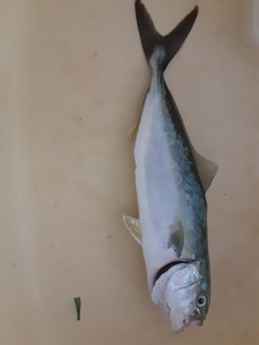 コゾクラの釣果
