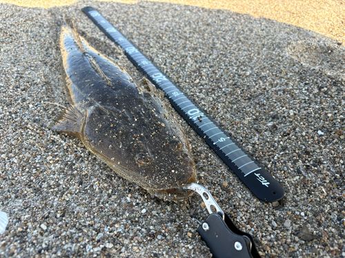 マゴチの釣果