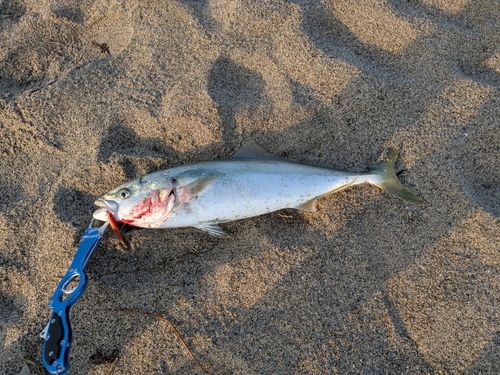 ワラサの釣果