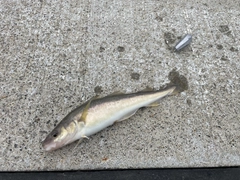 コマイの釣果