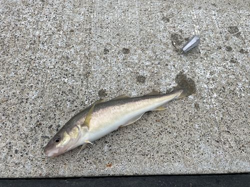 コマイの釣果