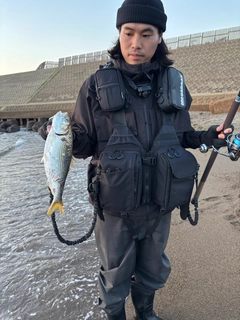 コノシロの釣果