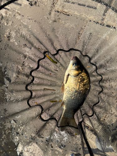 ヘラブナの釣果