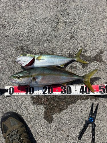 イナダの釣果