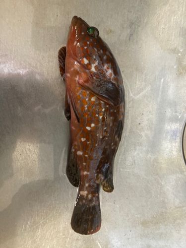 アコウの釣果