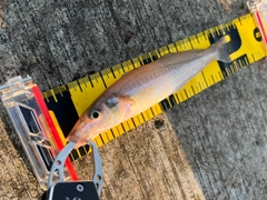 シロギスの釣果