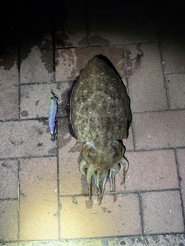 モンゴウイカの釣果