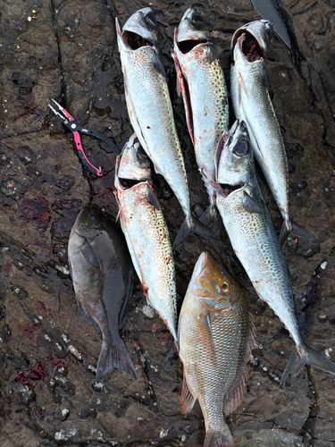 サバの釣果