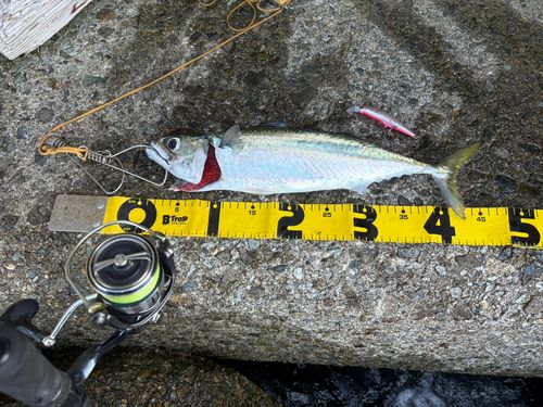 サバの釣果