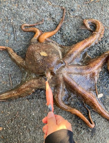 タコの釣果