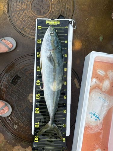 ブリの釣果