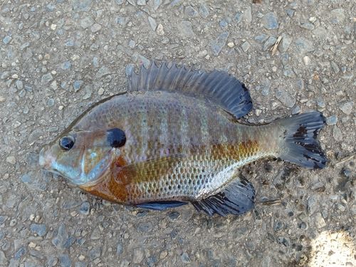 ブルーギルの釣果