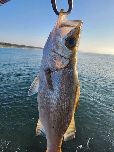 セイゴ（ヒラスズキ）の釣果
