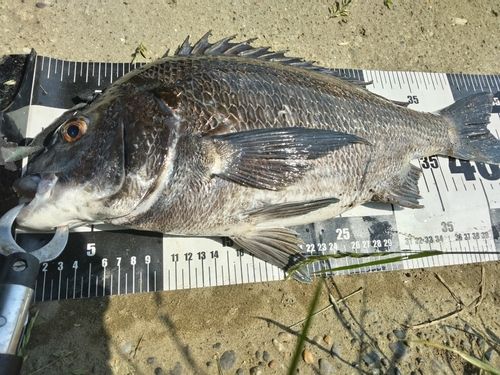 クロダイの釣果