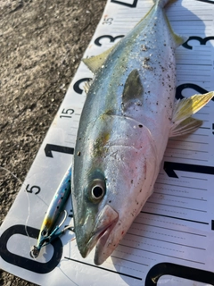 ヤズの釣果